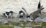 House Martin