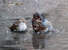 House Sparrow