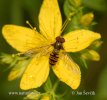 Hoverfly