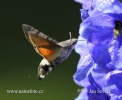 Hummingbird Hawk-moth