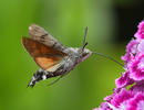 Hummingbird Hawk-moth