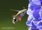 Hummingbird Hawk-moth