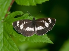 Hungarian Glider