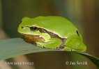 Hyla arborea