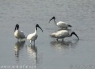 Ibis à tête noire