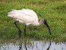 Ibis à tête noire