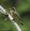 Icterine Warbler