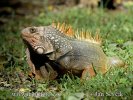 Iguana dai tubercoli