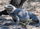 Iguane rhinocéros