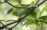 Iguane vert verte