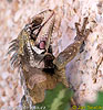 Iguane vert verte