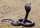 Indian Cobra