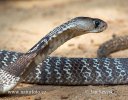 Indian Cobra