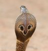 Indian Cobra