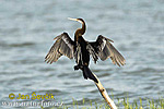 Indian Darter