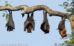 Indian Flying Fox