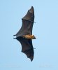 Indian Flying Fox