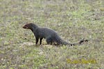 Indian Grey Mongoose