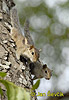 Indian Palm Squirrel