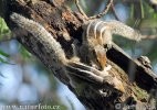 Indian Palm Squirrel