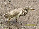 Indian Pond Heron