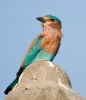 Indian Roller