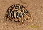 Indian star tortoise