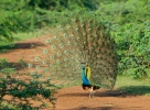 Indisk påfugl