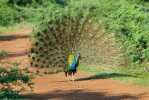 Indisk påfugl