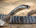 Indiškoji kobra
