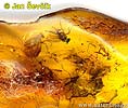 insect in the amber