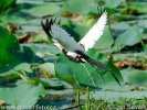 Jacana colilarga