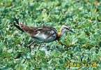 Jacana colilarga