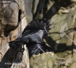 Jackdaw