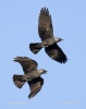 Jackdaw