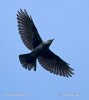 Jackdaw