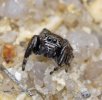 Jumping Spider