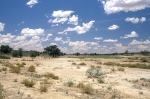 Kalahari - Nossob River