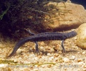 Kamsalamander