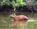 Kapibaro