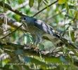 Kaupifalco monogrammicus