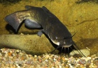 Kedi yayın balığı