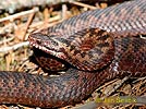 Keresztes vipera