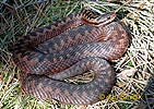 Keresztes vipera