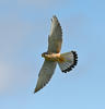 Kestrel