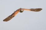 Kestrel