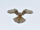 Kestrel