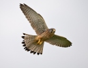 Kestrel