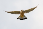 Kestrel