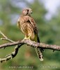 Kestrel